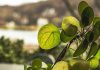 Scientists discover hidden mathematical pattern in Chinese money plants Scientists discover hidden mathematical pattern in Chinese money plants