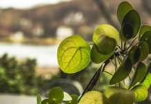 Scientists discover hidden mathematical pattern in Chinese money plants Scientists discover hidden mathematical pattern in Chinese money plants
