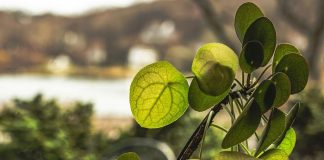 Scientists discover hidden mathematical pattern in Chinese money plants Scientists discover hidden mathematical pattern in Chinese money plants