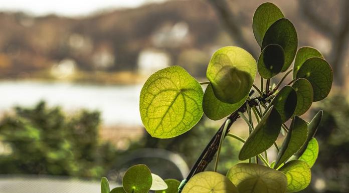 Scientists discover hidden mathematical pattern in Chinese money plants Scientists discover hidden mathematical pattern in Chinese money plants