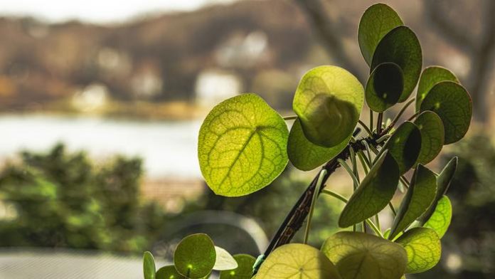 Scientists discover hidden mathematical pattern in Chinese money plants