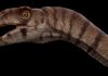 Scientists uncover bizarre two-legged crocodile relative from the Triassic Scientists uncover bizarre two-legged crocodile relative from the Triassic
