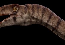 Scientists uncover bizarre two-legged crocodile relative from the Triassic Scientists uncover bizarre two-legged crocodile relative from the Triassic