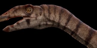 Scientists uncover bizarre two-legged crocodile relative from the Triassic Scientists uncover bizarre two-legged crocodile relative from the Triassic