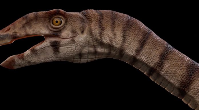 Scientists uncover bizarre two-legged crocodile relative from the Triassic Scientists uncover bizarre two-legged crocodile relative from the Triassic
