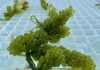 Seaweed-based aquaculture system shows major potential to reduce fish farming waste Seaweed-based aquaculture system shows major potential to reduce fish farming waste