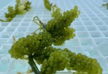 Seaweed-based aquaculture system shows major potential to reduce fish farming waste Seaweed-based aquaculture system shows major potential to reduce fish farming waste