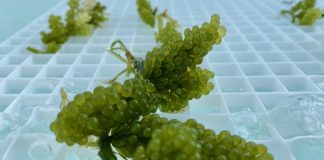 Seaweed-based aquaculture system shows major potential to reduce fish farming waste Seaweed-based aquaculture system shows major potential to reduce fish farming waste