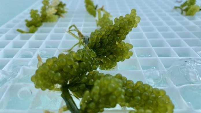 Seaweed-based aquaculture system shows major potential to reduce fish farming waste