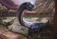 Southeast Asia’s largest dinosaur species discovered in Thailand Southeast Asia’s largest dinosaur species discovered in Thailand