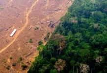 Storms and Dryness Threaten Amazon Forest Carbon Storage Storms and Dryness Threaten Amazon Forest Carbon Storage