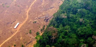 Storms and Dryness Threaten Amazon Forest Carbon Storage Storms and Dryness Threaten Amazon Forest Carbon Storage