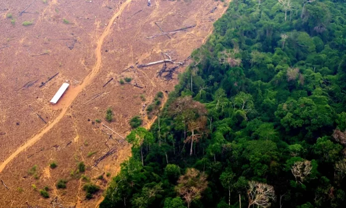 Storms and Dryness Threaten Amazon Forest Carbon Storage