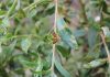 Study Warns Honey Bees Could Accelerate Spread of Myrtle Rust in Australia Study Warns Honey Bees Could Accelerate Spread of Myrtle Rust in Australia