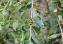 Study Warns Honey Bees Could Accelerate Spread of Myrtle Rust in Australia Study Warns Honey Bees Could Accelerate Spread of Myrtle Rust in Australia