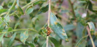 Study Warns Honey Bees Could Accelerate Spread of Myrtle Rust in Australia Study Warns Honey Bees Could Accelerate Spread of Myrtle Rust in Australia