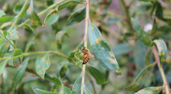 Study Warns Honey Bees Could Accelerate Spread of Myrtle Rust in Australia Study Warns Honey Bees Could Accelerate Spread of Myrtle Rust in Australia
