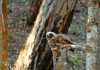 Study finds forest restoration can support spotted owl conservation Study finds forest restoration can support spotted owl conservation