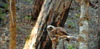 Study finds forest restoration can support spotted owl conservation Study finds forest restoration can support spotted owl conservation