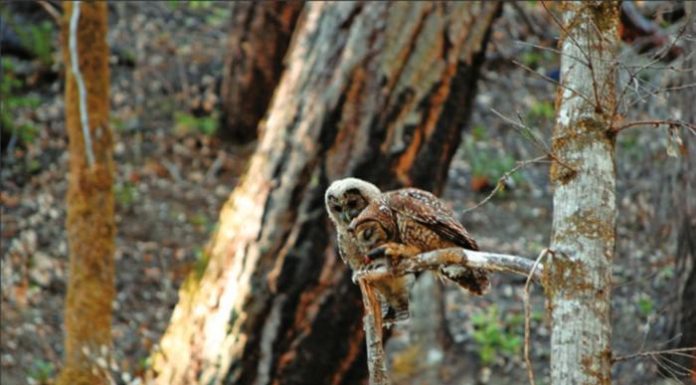 Study finds forest restoration can support spotted owl conservation Study finds forest restoration can support spotted owl conservation