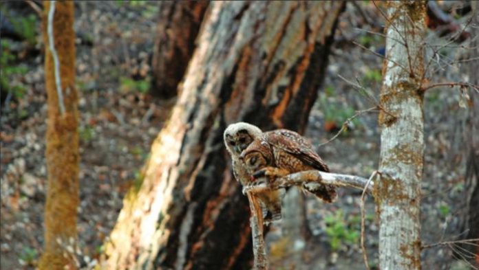 Study finds forest restoration can support spotted owl conservation