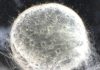 Study finds laboratory fish reproduction differs from natural environments Study finds laboratory fish reproduction differs from natural environments