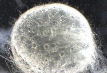 Study finds laboratory fish reproduction differs from natural environments Study finds laboratory fish reproduction differs from natural environments