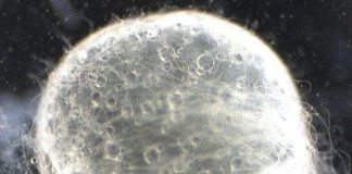 Study finds laboratory fish reproduction differs from natural environments Study finds laboratory fish reproduction differs from natural environments