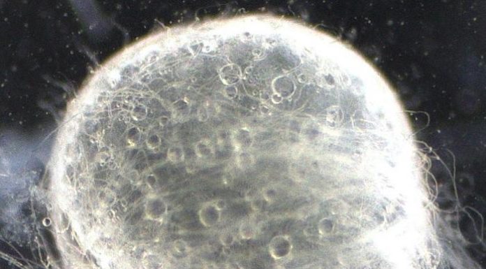 Study finds laboratory fish reproduction differs from natural environments Study finds laboratory fish reproduction differs from natural environments
