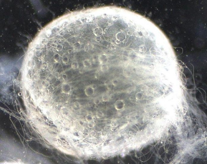 Study finds laboratory fish reproduction differs from natural environments Study finds laboratory fish reproduction differs from natural environments