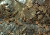 Termites rose after mass extinctions to become key engineers of tropical ecosystems, study finds Termites rose after mass extinctions to become key engineers of tropical ecosystems, study finds