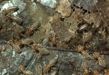 Termites rose after mass extinctions to become key engineers of tropical ecosystems, study finds Termites rose after mass extinctions to become key engineers of tropical ecosystems, study finds