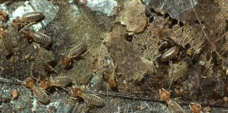 Termites rose after mass extinctions to become key engineers of tropical ecosystems, study finds Termites rose after mass extinctions to become key engineers of tropical ecosystems, study finds