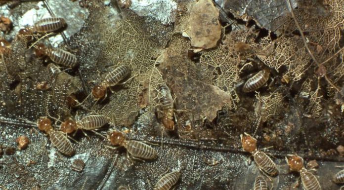 Termites rose after mass extinctions to become key engineers of tropical ecosystems, study finds Termites rose after mass extinctions to become key engineers of tropical ecosystems, study finds