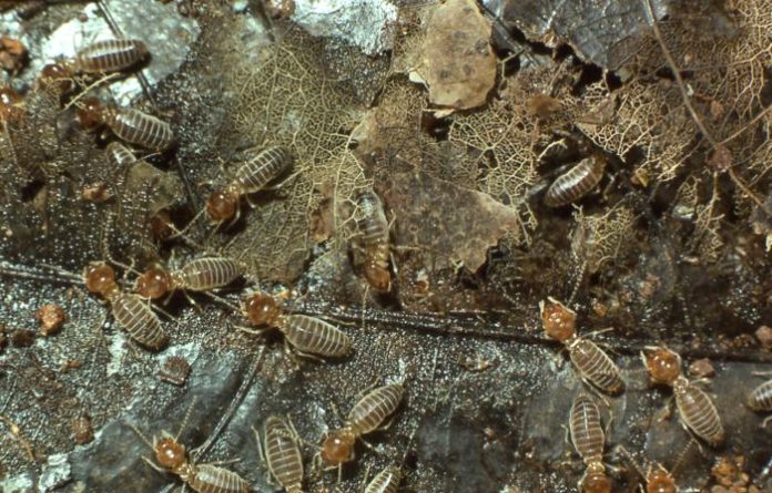Termites rose after mass extinctions to become key engineers of tropical ecosystems, study finds