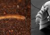 Ancient Millipedes Rewrite the Story of Life on Land Ancient Millipedes Rewrite the Story of Life on Land