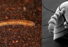 Ancient Millipedes Rewrite the Story of Life on Land Ancient Millipedes Rewrite the Story of Life on Land