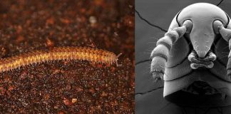 Ancient Millipedes Rewrite the Story of Life on Land Ancient Millipedes Rewrite the Story of Life on Land