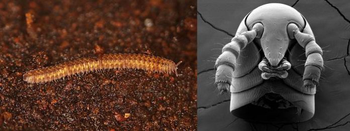 Ancient Millipedes Rewrite the Story of Life on Land Ancient Millipedes Rewrite the Story of Life on Land