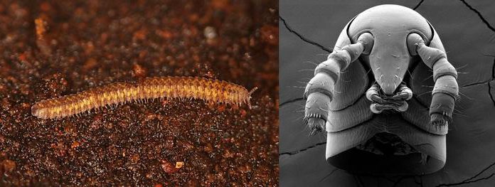 Ancient Millipedes Rewrite the Story of Life on Land Ancient Millipedes Rewrite the Story of Life on Land