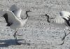 Crane Pair Dances Follow Hidden Rules, Scientists Discover Crane Pair Dances Follow Hidden Rules, Scientists Discover