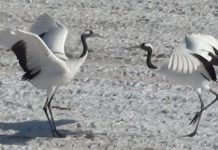 Crane Pair Dances Follow Hidden Rules, Scientists Discover Crane Pair Dances Follow Hidden Rules, Scientists Discover