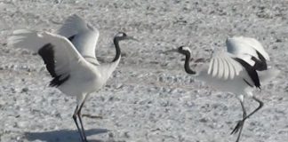 Crane Pair Dances Follow Hidden Rules, Scientists Discover Crane Pair Dances Follow Hidden Rules, Scientists Discover