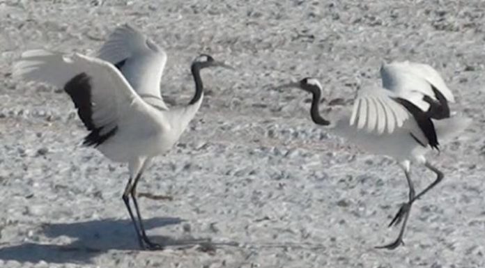 Crane Pair Dances Follow Hidden Rules, Scientists Discover Crane Pair Dances Follow Hidden Rules, Scientists Discover