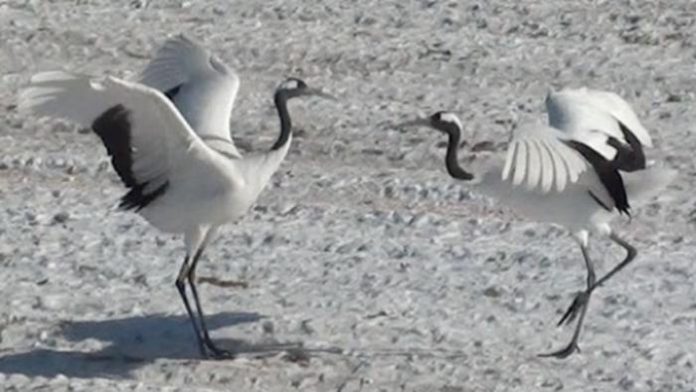 Crane Pair Dances Follow Hidden Rules, Scientists Discover Crane Pair Dances Follow Hidden Rules, Scientists Discover