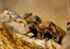 Mongooses Use Strategy to Anticipate Rival Attacks, Scientists Discover Mongooses Use Strategy to Anticipate Rival Attacks, Scientists Discover
