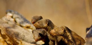 Mongooses Use Strategy to Anticipate Rival Attacks, Scientists Discover Mongooses Use Strategy to Anticipate Rival Attacks, Scientists Discover