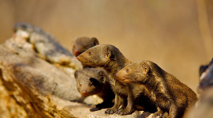 Mongooses Use Strategy to Anticipate Rival Attacks, Scientists Discover Mongooses Use Strategy to Anticipate Rival Attacks, Scientists Discover