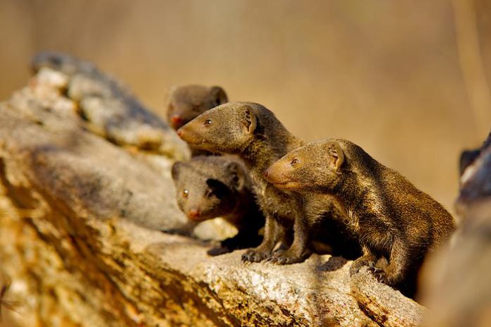 Mongooses Use Strategy to Anticipate Rival Attacks, Scientists Discover Mongooses Use Strategy to Anticipate Rival Attacks, Scientists Discover