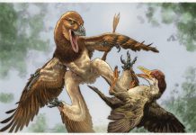 New Four-Winged Dinosaur Discovered in China’s Ancient Bird Fossil Site New Four-Winged Dinosaur Discovered in China’s Ancient Bird Fossil Site